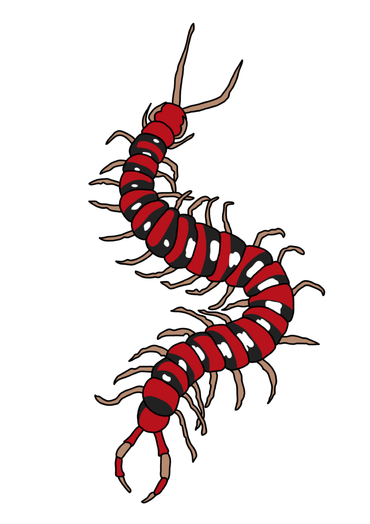 Tatouage féminin d'insecte